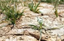 施肥过量害处多